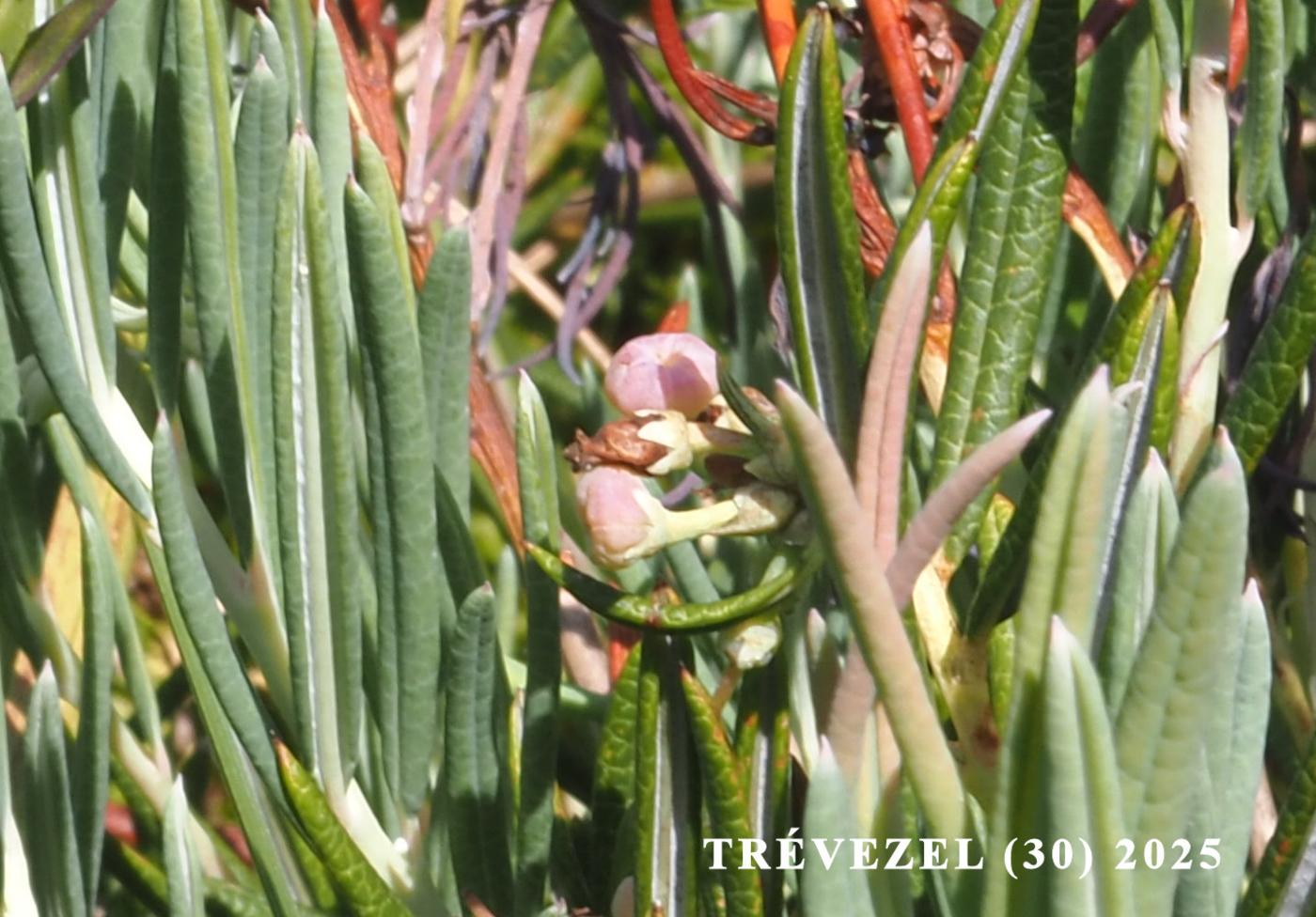 Andromeda, Marsh flower